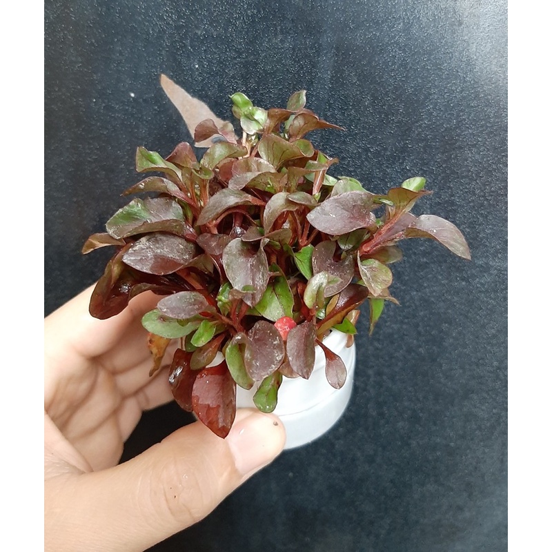 Hồng Xoắn  _ 15 Nhánh