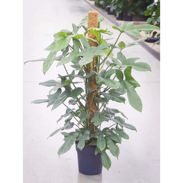 Philodendron Violin - Cây kiểng lá dạng leo, mang hình dáng nhạc cụ