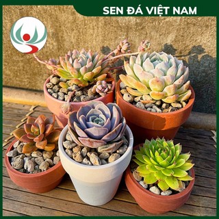 Chậu sen đá mini gồm cây và chậu tặng kèm giá thể + đá rải mặt stone lotus - khu vườn sen đá