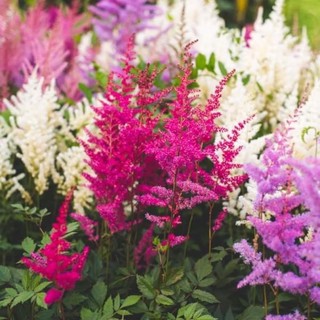HOA 🌹 TẾT 🌸Hạt Giống Hoa Hạnh Phúc(1 gói tặng kèm phân bón )