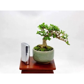[FREESHIP] PHÔI CÂY SAM HƯƠNG BONSAI MINI DÙNG TRANG TRÍ TIỂU CẢNH TERRARIUM, BONSAI ĐỂ BÀN LÀM VIỆC TẠI HÀ NỘI