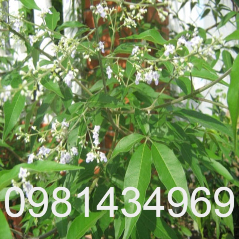 Cây Ngũ Trảo Giống  Bao Sống