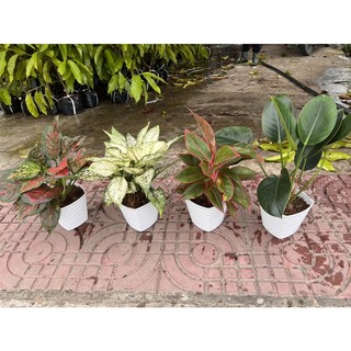 CÂY TRẦU BÀ ĐẾ VƯƠNG  XANH