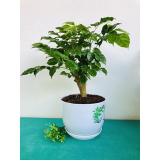 Cây hạnh phúc - Cây cảnh để bàn