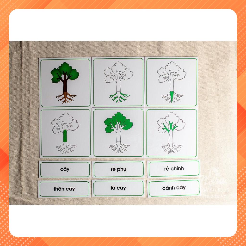 Montessori -Thẻ 3 phần các bộ phận của cây - Theo tủ thực vật có khay - Tiếng Việt - Mira Toys