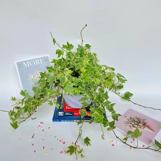 Cây thường xuân - thường xuân cẩm thạch  chiều dài 35cm trồng chậu treo, cây tươi quanh năm dễ chăm sóc