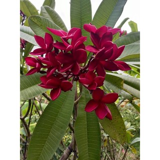 Cây sứ đại đỏ hoa thơm