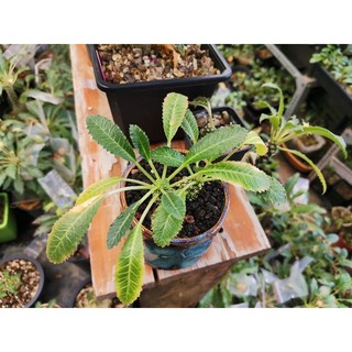 Set 5Hạt Mặt Trời Dorstenia sp