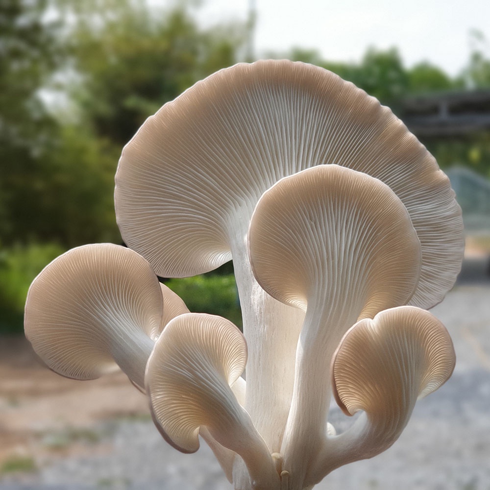 Phôi nấm Bào ngư