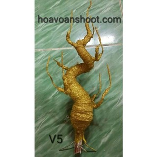Gốc V5 lên cây kim tiền vàng cao 40cm