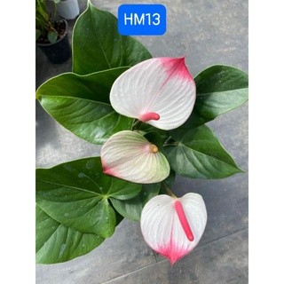 Chậu cứng Hồng môn đủ màu