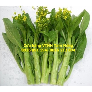 HẠT GIỐNG CẢI LÀN THÂN MẬP