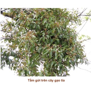 Cây giống Gạo Tía (thường gọi là cây gạo trắng)