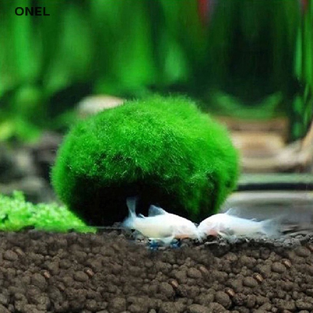 On Quả Cầu Marimo 2-3cm Cá Tôm Tảo Trang Trí my