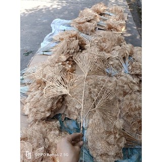 Lá rẻ quạt phụ kiện làm oản