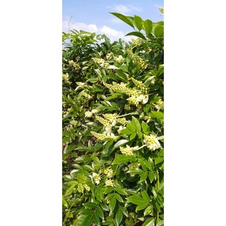 Cây giống sâm nam núi dành