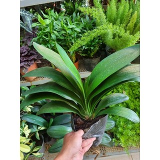 Cây lan quân tử (Clivia nobilis)