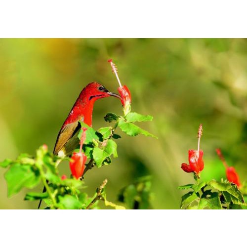 Cám Hút Mật Cường Phạm số 2 - Cám Hót