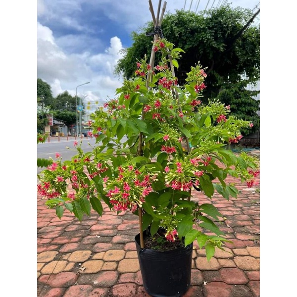 Cây 🌲 Sử Quân Tử ♌ giàn hoa thơm