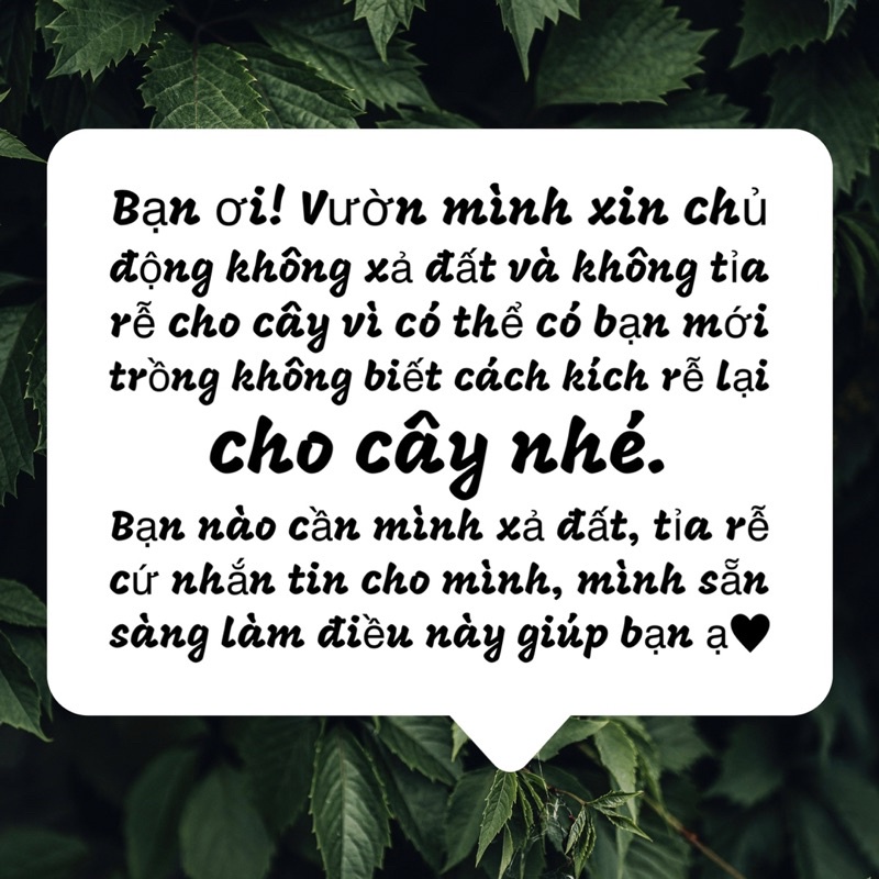 Sen đá Nuda size mini 2-2,5cm THUANPHAT GARDEN, siêu xinh, lỗi 1 đổi 1