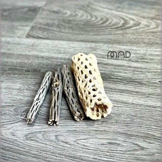 Lũa xương rồng staghorn cholla cactus wood | thả hồ cá tép | size 15cm