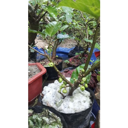 Cây sung cảnh (sung nếp, cam kết cây có quả)