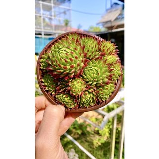 sen đá trúc phật bà sz 12 cm