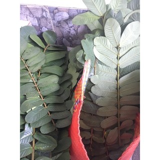 Lá muồng trâu 500gram