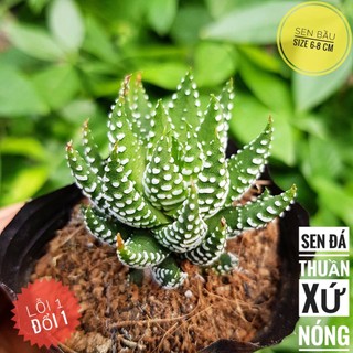 Móng rồng cúp🍏 |FREESHIP| 🔥 XỨ NÓNG, ĐÃ THUẦN KHÍ HẬU, KHOẺ ĐẸP 🍏 LỖI 1 ĐỔI 1