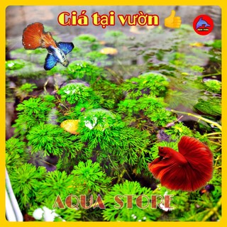 1 nhánh cây thủy sinh Tiểu Bảo Tháp trang trí hồ thủy sinh cá cảnh