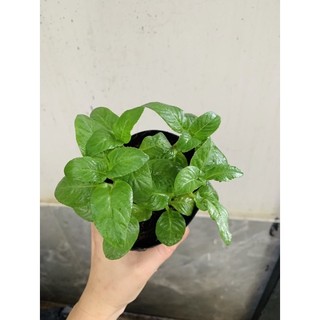 Chậu mềm rau quế vị (xá xị)