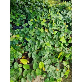Cây thằng lằn leo tường (cây vảy ốc)