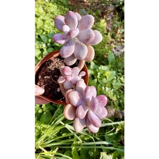 sen đá sỏi Hồng mập