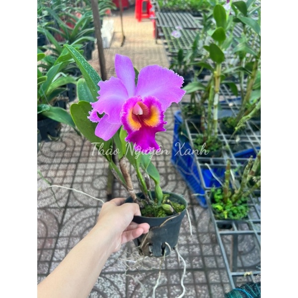 Cattleya hoa đại mã TN-03