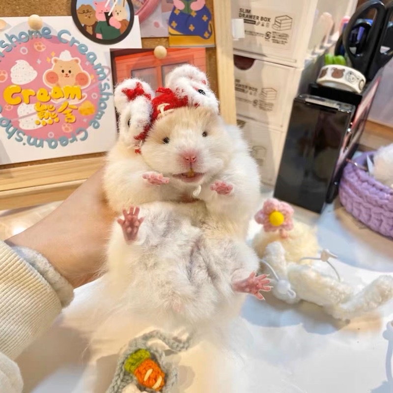 Nón cho hamster ,sóc ,…