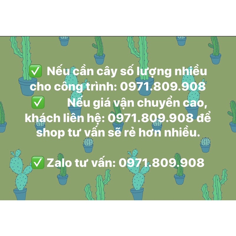 Xương rồng tai thỏ