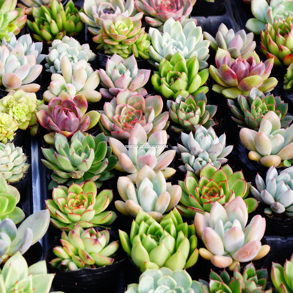 Set 20 loại sen đá bầu nhỏ 6-7cm GLASS GARDEN, Mix 20 loại khác nhau, Màu thập cẩm, Hàng sen đá đà lạt