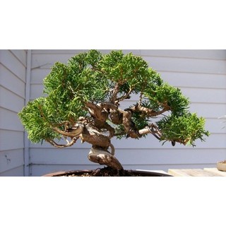 Hạt giống cây cảnh bonsai tùng bồng lai 10hat shop mới khyến mại giáng sinh