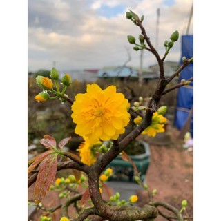 Mai cúc Quang Diêu (hoàng đế, lá gai, nhị đỏ, cúc lai vip) ghép gốc mai vàng quấn rễ quái làm bonsai mini