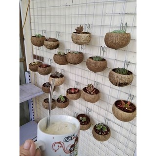 Gáo dừa trồng sen đá kèm móc