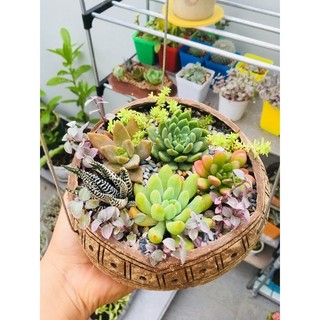 Gáo dừa trồng sen đá kèm móc