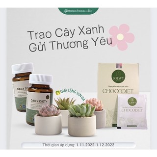 Quà tặng không bán - sen đá mini