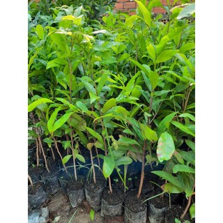 Cây giống hoa mai trắng ( còn gọi là : Bạch mai)