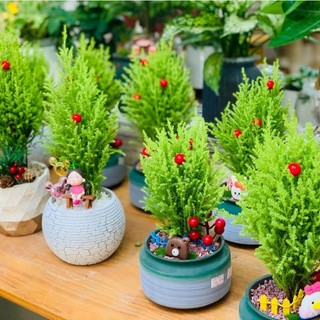 Tùng thơm mini MIX CHẬU để bàn