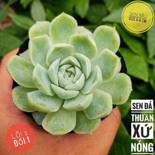 sen đá Sao băng🍏 |FREESHIP| 🔥 XỨ NÓNG, ĐÃ THUẦN KHÍ HẬU, KHOẺ ĐẸP 🍏 LỖI 1 ĐỔI 1