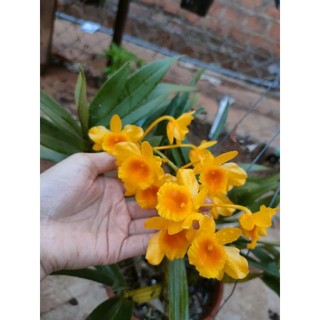 chậu sơn thủy tiên hoa tết to đẹp