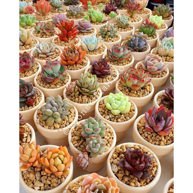 Combo Sen Đá mini 3-5cm chậu đất nung trồng sẵn (tặng đất và đá rãi) siêu xinh MIKO_GARDEN lỗi 1 đền 1