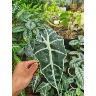 Cây môn quan âm (Alocasia Polly)