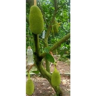 Phân bón vi lượng - CẤP CỨU ĐẤT
