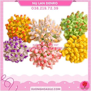 Nụ lan denro